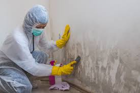  Oriska, NY Mold Removal Services Pros